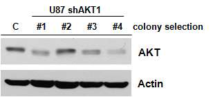 U87MG AKT shRNA single colony