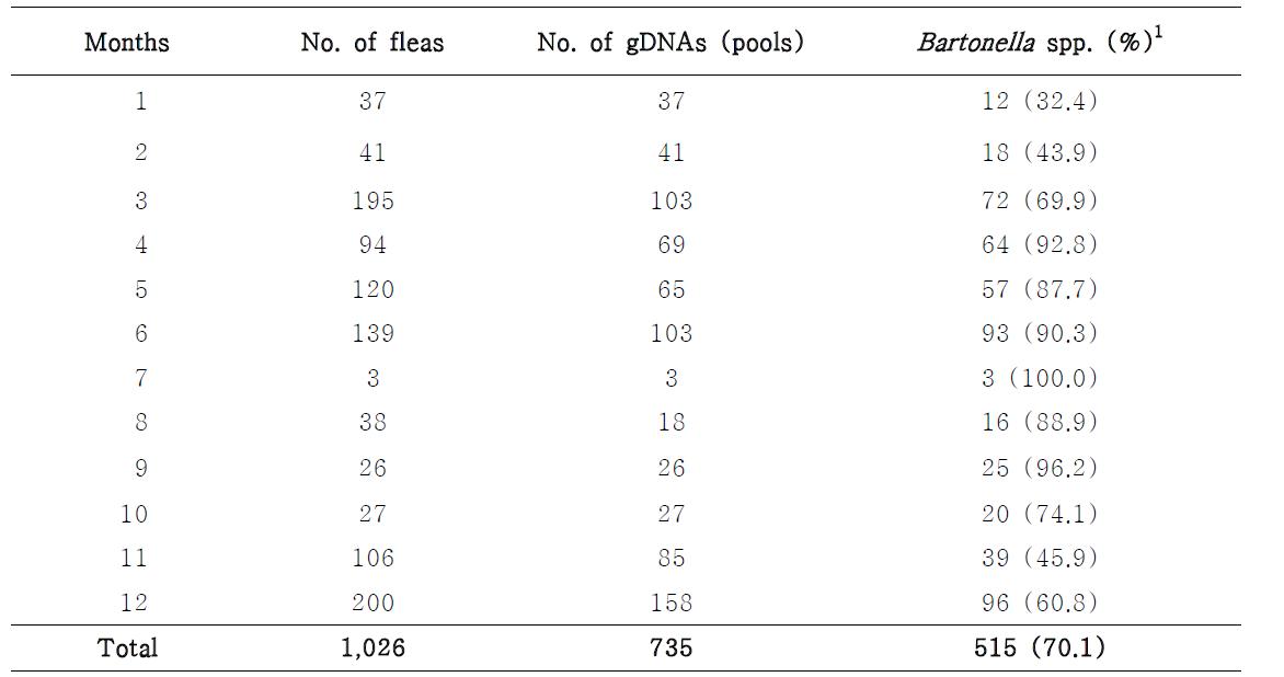 쥐벼룩에서의 월별 Bartonella spp.의 검출률