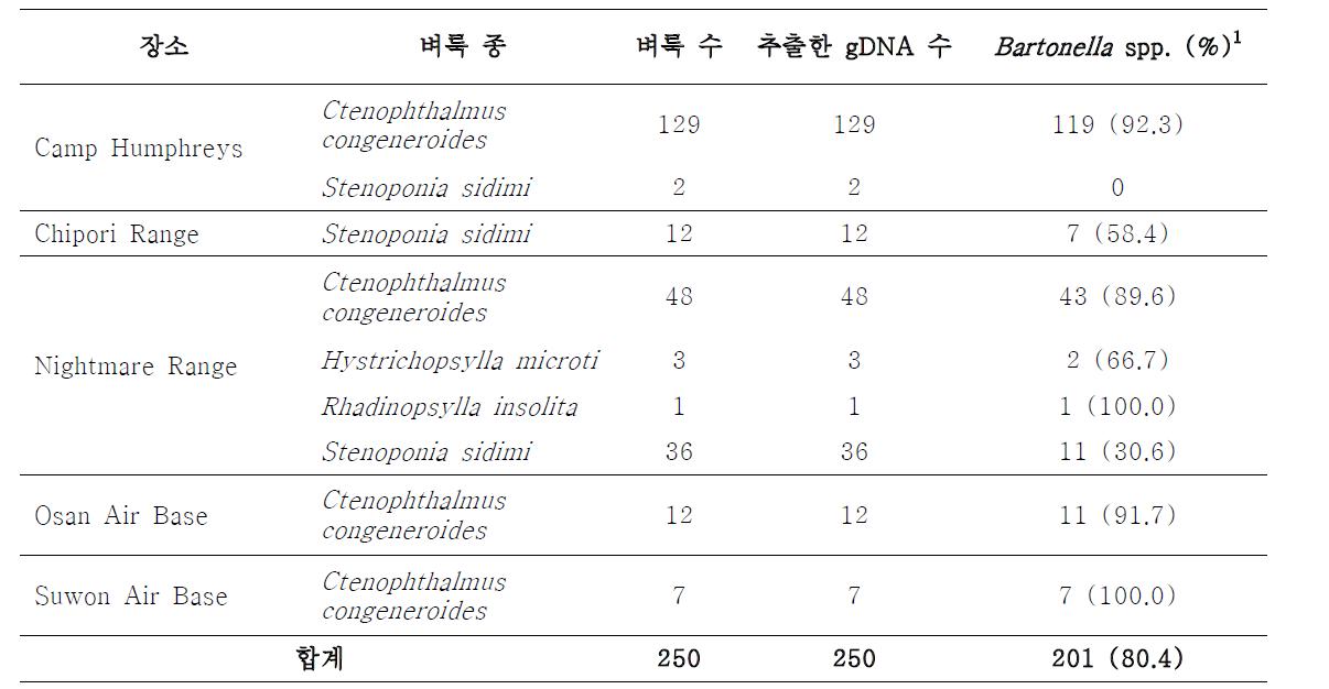 2008년도 쥐벼룩 gDNA에서 검출된 Bartonella spp..