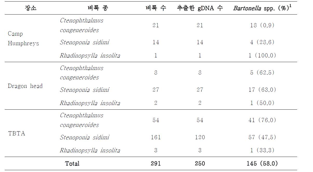 2010년도 쥐벼룩으로부터 검출된 Bartonella spp..