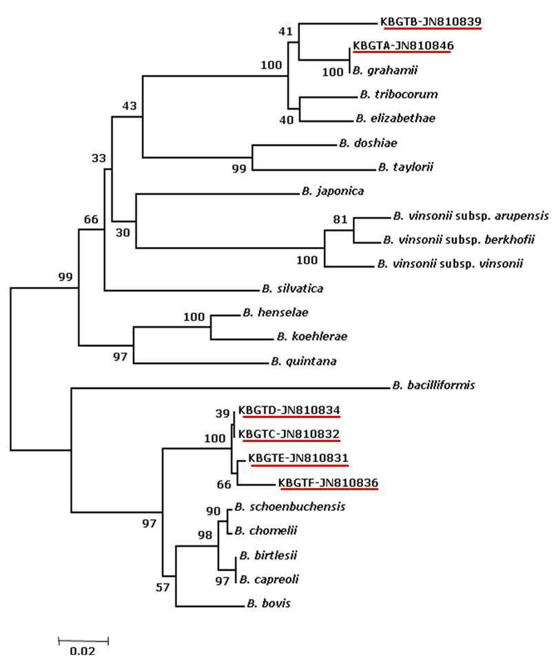 Bartonella species ITS 유전자의 계통발생학적 분석 모형. 적색밑줄, 본 연구에서 얻어진 고라 니 염기서열의 GenBank accession numbers.