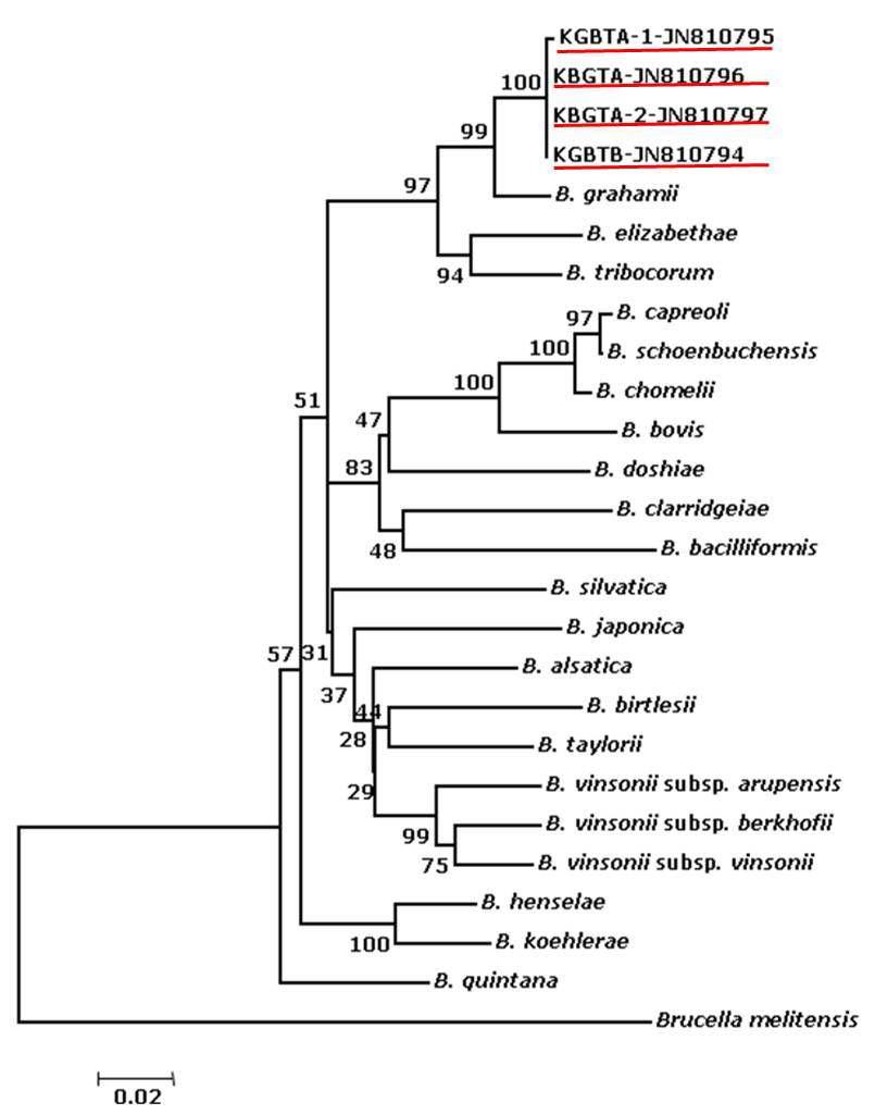 Bartonella species rpoB gene의 계통발생학적 분석 모형. 적색밑줄, 본 연구에서 얻어진 고라 니 염기서열의 GenBank accession numbers.