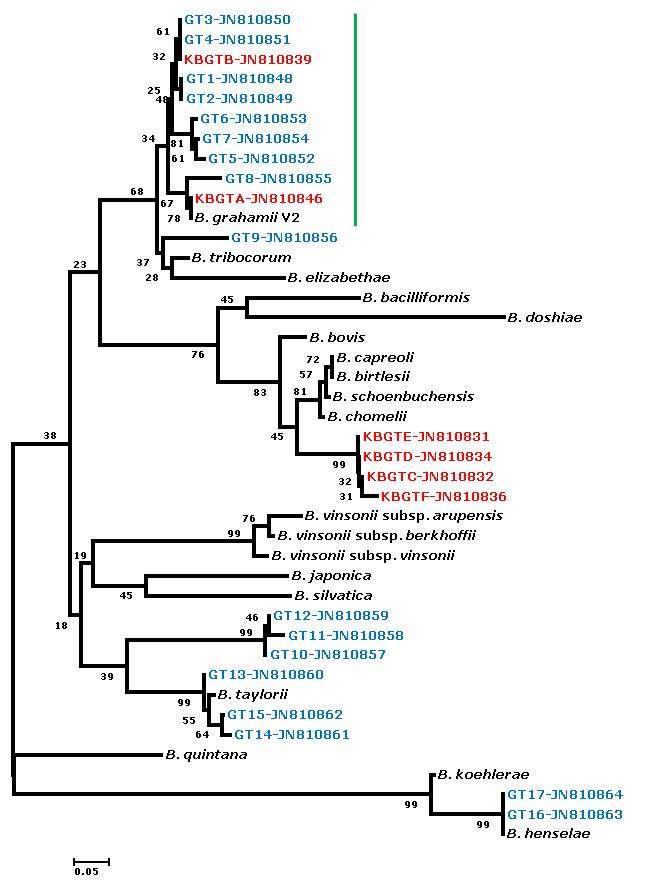 Bartonella species ITS의 계통발생학적 분석 모형. 적색 글자, 고라니 염기서열. 파란색 글자, 등줄쥐 염기서열.
