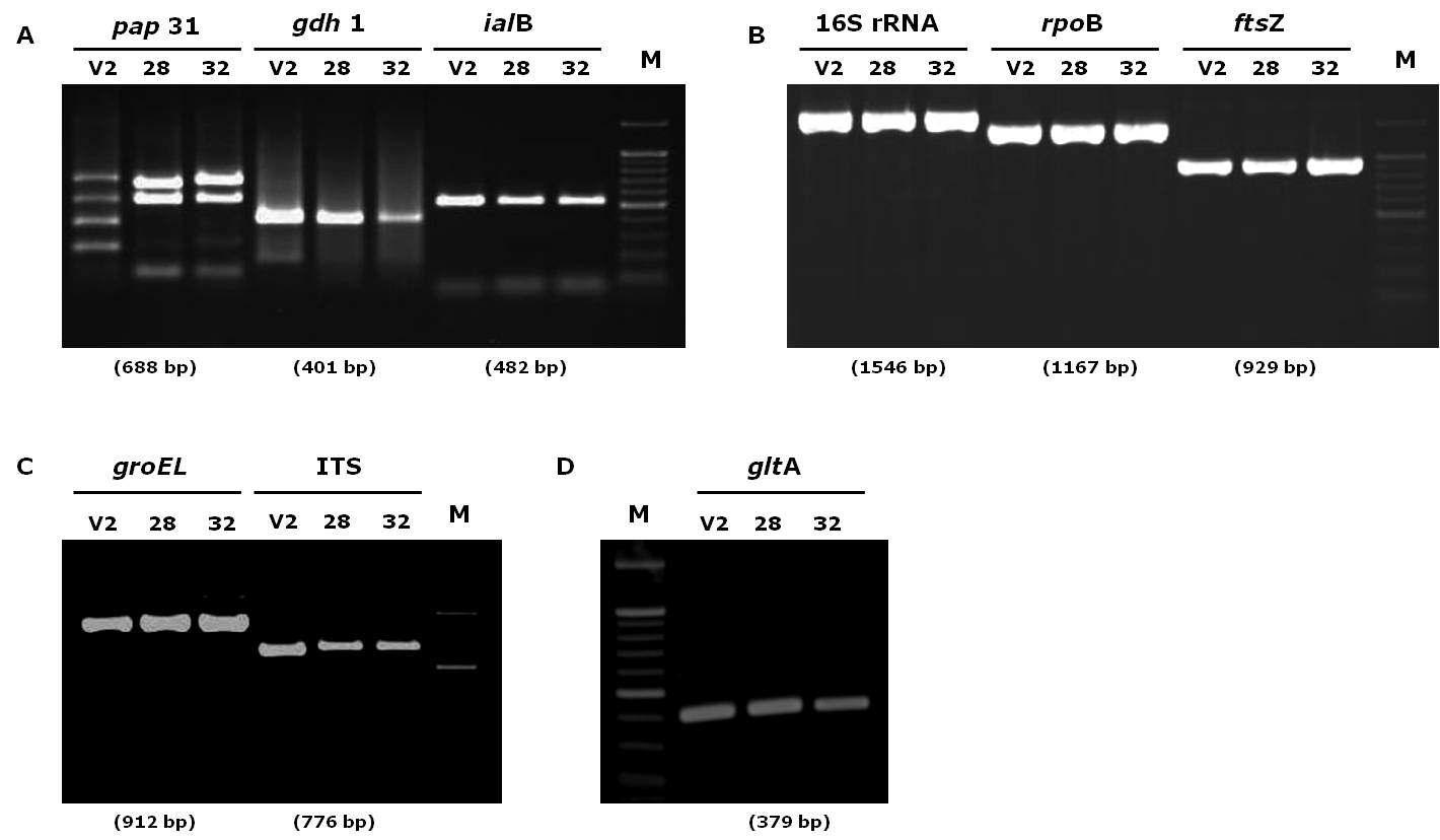 Bartonella 국내 분리주 KR28과 KR32의 9개 유전자에 대한 PCR 증폭 확인.