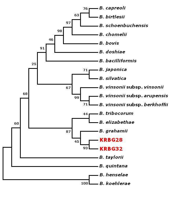 Bartonella 국내 분리주의 ITS gene의 계통발생학적 분석 모형.