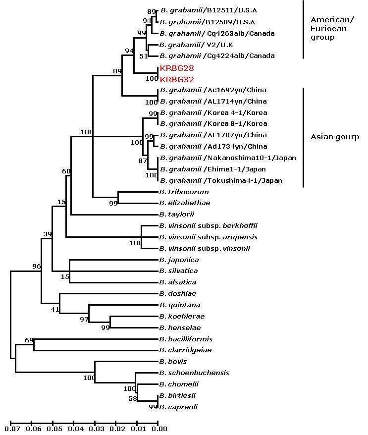 Bartonella 국내 분리주의 ftsZ gene의 계통발생학적 분석 모형.