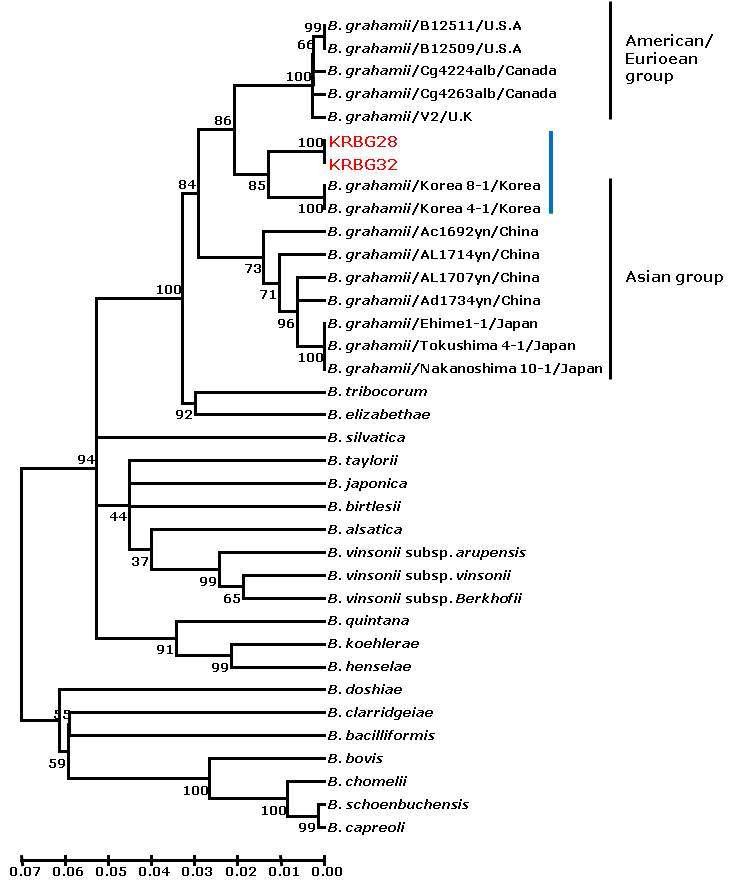 Bartonella 국내 분리주의 rpoB gene 의 계통발생학적 분석 모형.