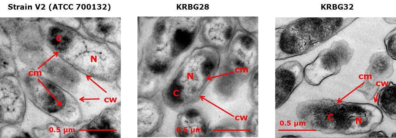 B. grahamii ATCC700132 균주와 분리주 KRBG28번, KRBG32번의 TEM 사진. C, 세포벽; N, 핵; cw, 세포벽; cm, 세포막