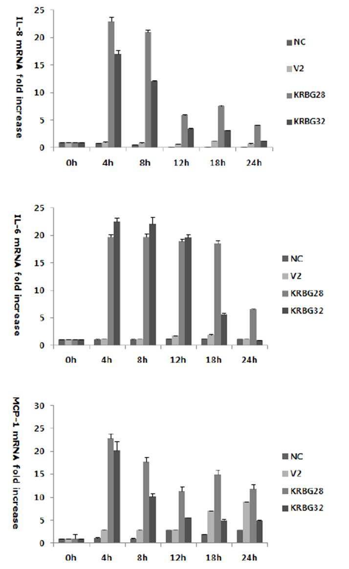 B. grahamii에 감염된 HUVEC에서 염증관련 cytokine들(IL6, IL-8, MCP-1)을 분석하기 위한 Real-time PCR