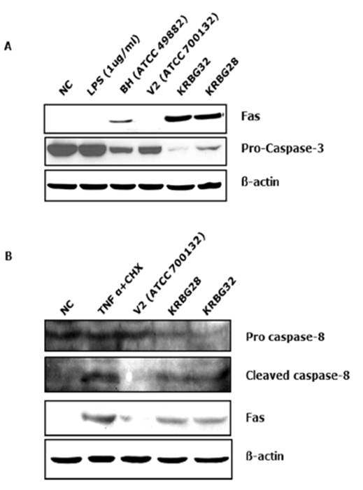 B. grahamii에 감염된 HUVEC에서 apoptosis와 연관되어 있는 단백질들의 발현 분석을 위해 실시한 western blot