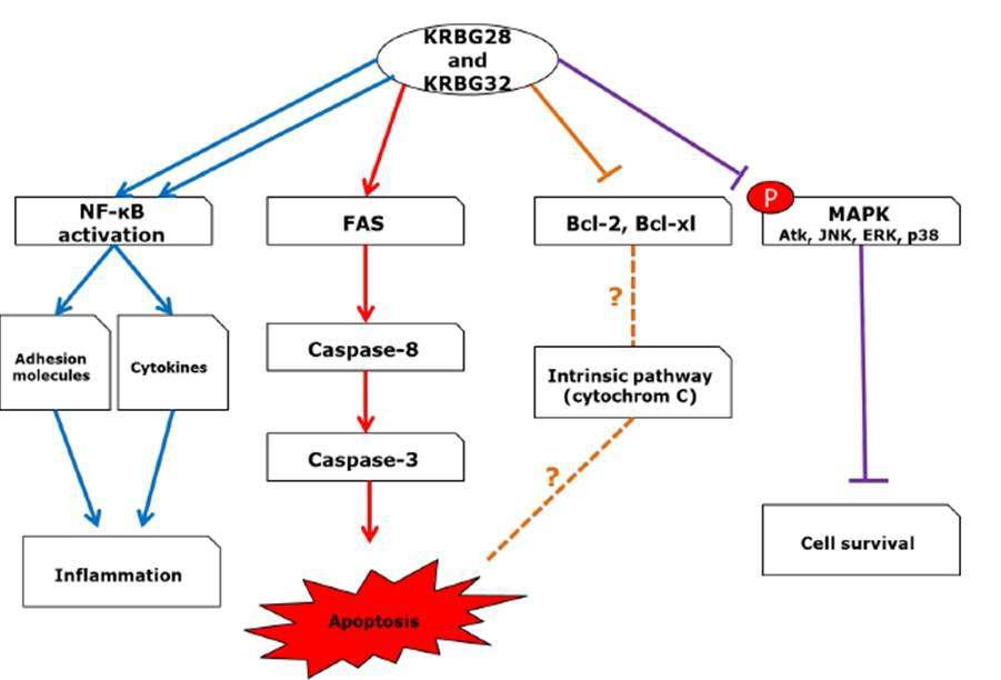 B. grahamii 국내 분리주(KRBG28 및 KRBG32)에 감염된 HUVEC에서 일어나는 apoptosis와 염증 mechanism에 대한 예상신호전달과정 모식도