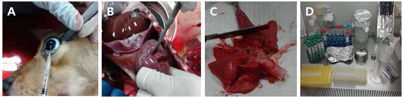 부검과 gDNA 추출과정 준비 모습.