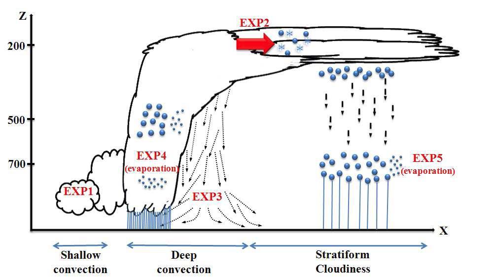 Schematic diagram of typical evolution associated with convectively coupled Kelvin waves (similar to mesoscale convective systems). A series of sensitivity experiments were conducted by turning off the following components in the NCEP CFS model: shallow convection (EXP1), cloud-top convective detrainment (EXP2), convective downdrafts (EXP3), convective rainfall evaporation (EXP4), and large-scale rainfall evaporation (EXP5).