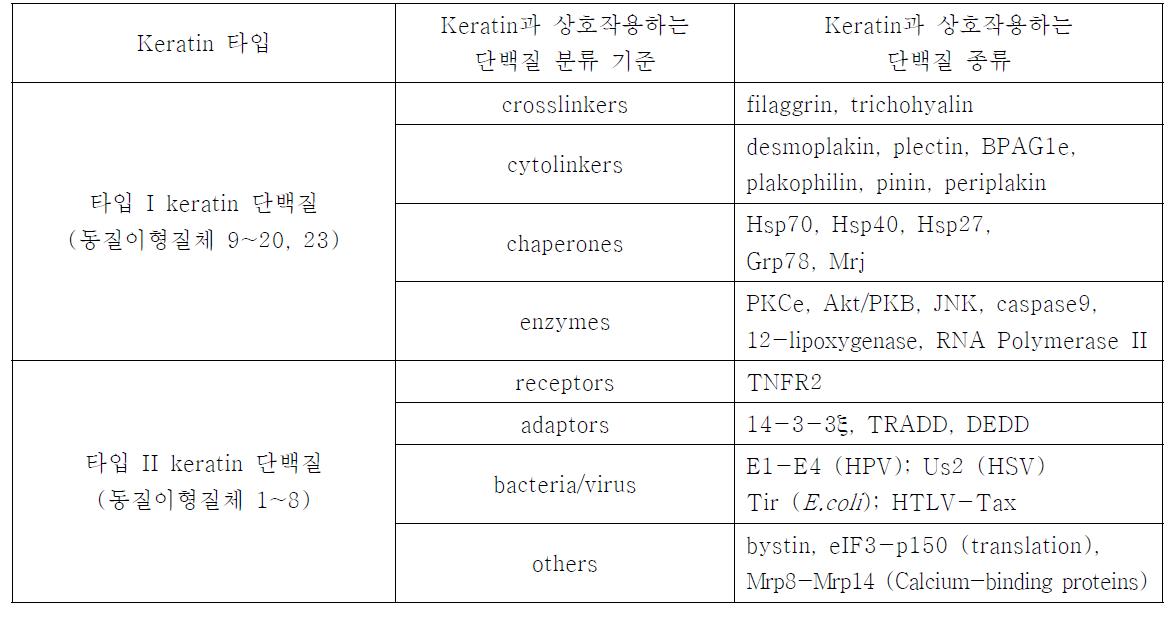 Keratin과 상호작용하는 단백질의 분류