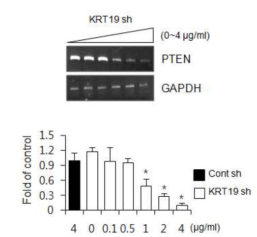 KRT19의 농도 의존적 발현 억제가 PTEN mRNA 발현에 미치는 영향