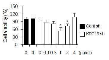 KRT19의 농도 의존적 발현 억제가 세포 생존율에 미치는 영향