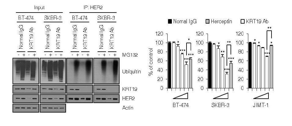 KRT19/HER2 신호전달경로가 세포 생존율에 미치는 영향