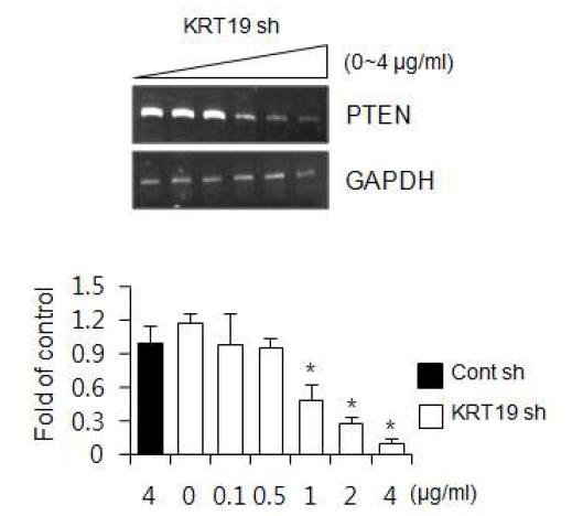 KRT19의 농도 의존적 발현 억제가 PTEN mRNA 발현에 미치는 영향