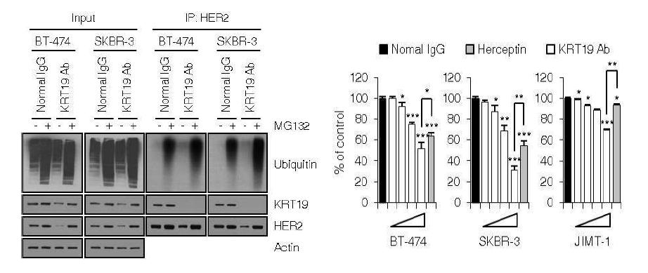 KRT19/HER2 신호전달경로가 세포 생존율에 미치는 영향