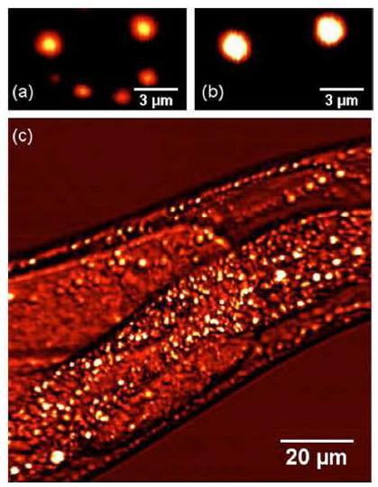 (a)와 (b)는 폴리머 비드의 CARS 이미지이며각각 CH stretchvibration이 2950cm-1, 3050 cm-1이고, 그림 (c)는살 아 있 는 C.elegans의 지방분포를 CARS 현미경으로 영상화한 이미지
