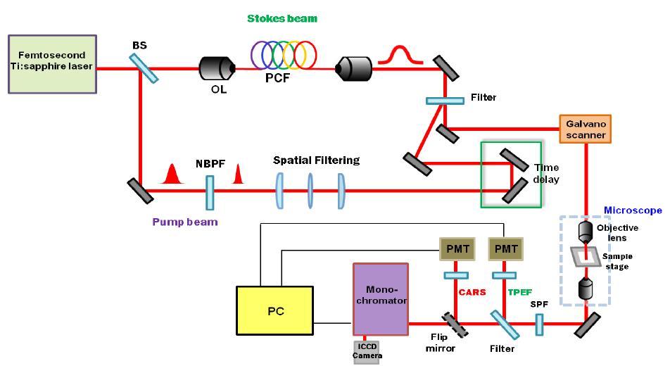 CARS와 Two-photon 여기 형광 동시 이미징 시스템 개략도