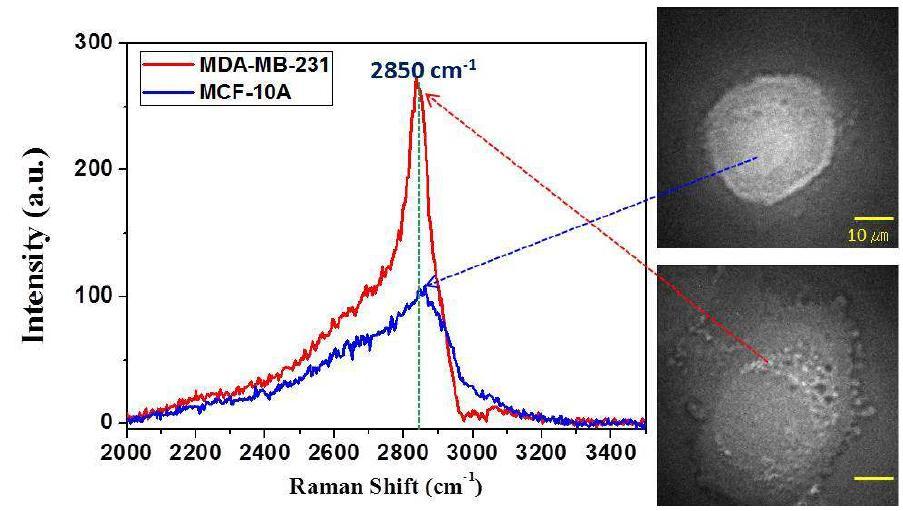 (a) 유방암 세포(빨간선)와 정상세포(파란선)의 CARS 스펙트럼 (b) 정상세포의 CARS 이미지 (C) 유방암세포의 CARS 이미지.