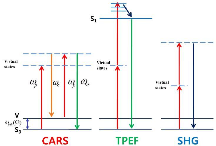 비선형 광학 현상의 다광자 (CARS, TPEF, SHG)의 에너지 다이어그램