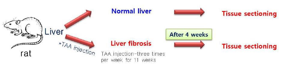 정상과 섬유화 된 쥐의 간 조직 샘플 준비 방법