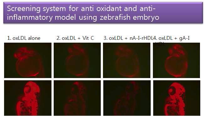 Fluorescence image (Ex=588 nm, Em=605 nm) of zebrafish embryo was obtained using a Nikon Eclipse TE2000 microscope (Tokyo, Japan) after dihydroethidium (DHE) staining as described in the text.