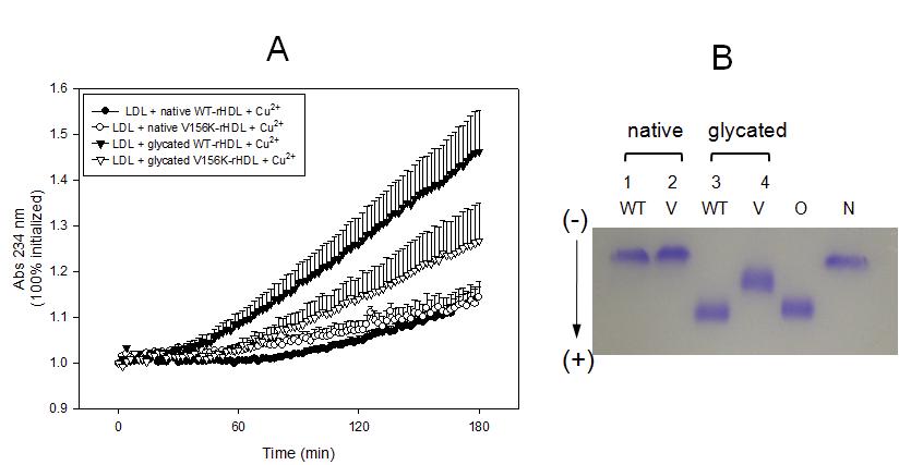 Antioxidant ability of WT and V156K apoA-I in the native and glycated states against cupric ion-mediated oxidation of LDL.