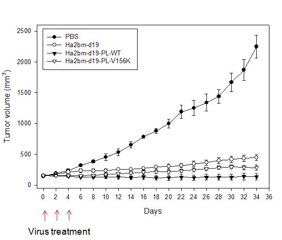 Intramural injection of Ad alone or PL-Ad into Balb/c nude mice, which was established as the Hep3B tumor xenograft model. The same amount of Ad (3 ×109 virus particles) was injected three times as indicated by the arrow ,and tumo r volume was measured at 34 dayspost-injection.