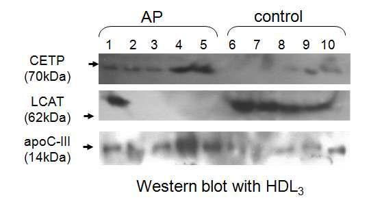 Immunodetection of apolipoproteins and enzymes in HDL3 between the AP and control groups. An equal amount of HDL3 (6mg of protein) from an individual subject was loaded per lane. Polyclonal CETP antibody (abcam, ab19012), apoC-III antibody (Chemicon, AB821), and LCAT antibody (abcam, ab786) were used as primary antibodies.