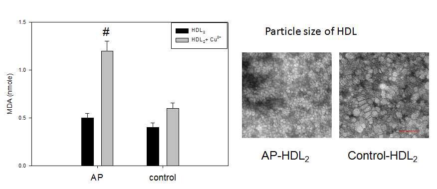 Properties of HDL2 from the AP and control groups. Susceptibility to oxidation in HDL2 by cupricion treatment (graph). Representative picture of negatively-stained HDL2 from the angina pectoris (AP) and control groups (electronmicroscopy). All micrographs are shown at a magnification of 40,000x. The scale bar corresponds to 100 nm. MDA, malondialdehyde. #, p <0.01versus control under presence of cupric ion.