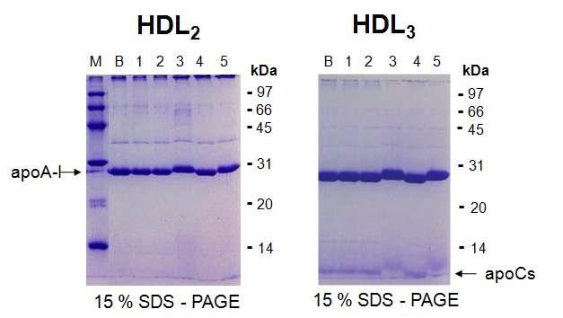 Denatured electrophoresis profiles of human HDL. HDL was incubated with the disinfectants for 1hr and subjected to 15% SDS-PAGE. Each lane contains 3 μg of protein. Lane B, apoA-I alone; lane 1, H2O-treated;lane 2, 0.3% PHMG treated; lane 3, 10 mM EDEA-treated; lane 4, 10 mM Gnd-HCl-treated ; lane 5, 10 mM PGH (10 mM EDEA + 10 mM Gnd-HCl) treated.