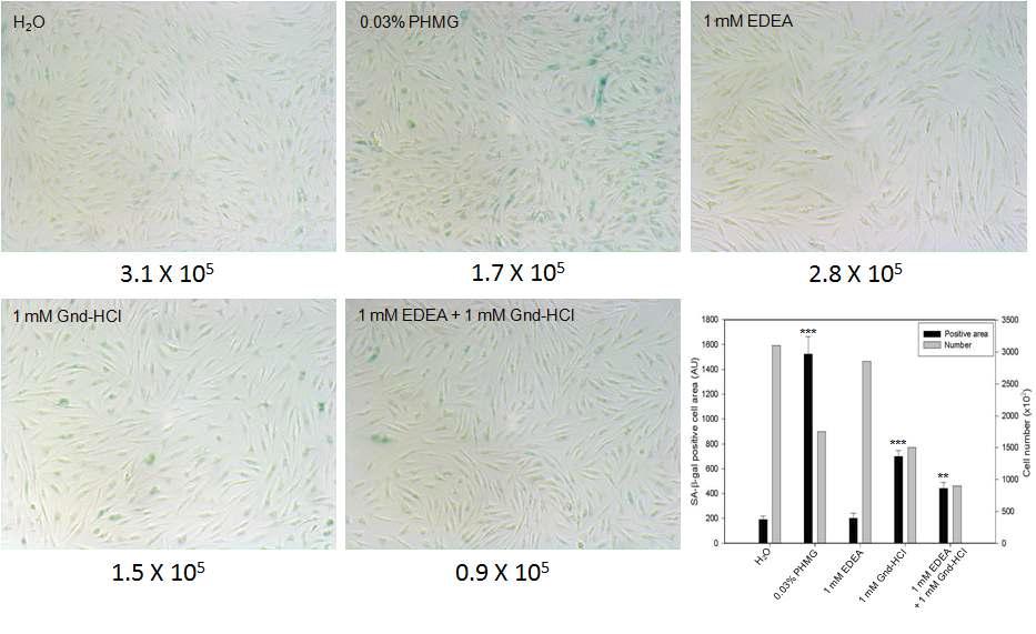 Acceleration of cellular senescence by disinfectants in human dermal fibroblasts (HDFs). Representative image of SA-β-gal-positive HDFs (blue staining). Cells were treated with PHMG (final concentration of 0.03%) or PGH (final concentration of 1 mM) from passages 9-13 and analyzed as described in the Methods. Cell images were captured using a Nikon Eclipse TE2000 microscope (Tokyo, Japan) at 100x magnification. Lower numbers indicate cell numbers counted at passage 13. Inset graph shows percentage of SA-β-gal-positive cells per 7.4 mm2ofcell-cultureareaduringtreatmentthesterilizer. Data are shown as the mean±SD of three independent experiments performed in duplicate. **, p<0.01;***,p<0.001.