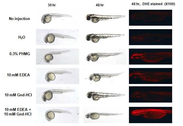 Change in embryo stage and ROS production after injection of disinfectants at the designated times. Both PHMG- and PGH-injected embryos showed attenuated development speed along with greater ROS production. Fluorescence image (Ex=588 nm, Em=605 nm) of zebrafish embryos was obtained using a Nikon Eclipse TE2000 microscope (Tokyo, Japan) after dihydroethidium (DHE) staining as described in the text.