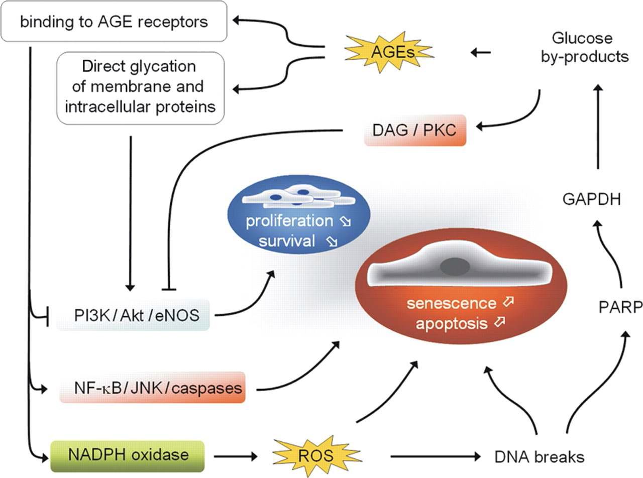 Reactive oxygen species (ROS) induced damage in diabetic endothelial cells. Reactive oxygen species-induced DNA strand breaks induce upregulation of poly(ADP ribose) polymerase (PARP) that in turn inhibits glyceraldehyde phosphate dehydrogenase (GAPDH). AGE receptors activate intracellular signalling cascades leading to apoptosis through inhibition of PI3K/Akt/eNOS signalling and activation of the NF-κB and c-Jun NH2-terminal kinase (JNK) pathways as well as NADPH oxidase-dependent ROS generation.