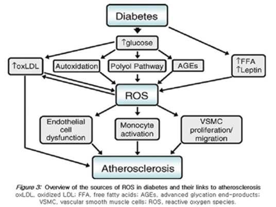 Synergistic effect of ROS and AGE in diabetes and atherosclerosis.