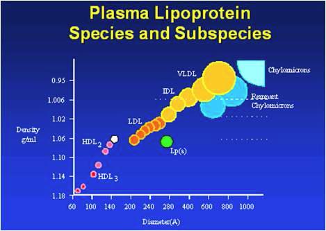 지단백질의 분류. HDL, high-density lipoprotein (고밀도지단백질); LDL, low-density lipoprotein (저밀도지단백질); VLDL, very-low density lipoprotein (최저밀도지단백질)