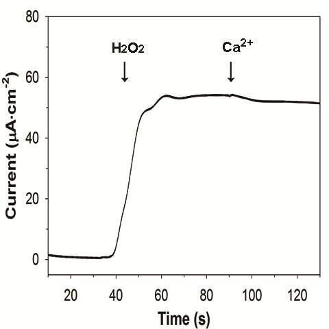 Interference of Ca2+ions in H2O2electro-oxidation.