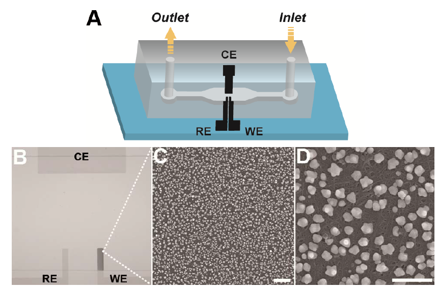 (A) Schematic of a SWCNT-based microfluidic device. (WE, working electrode; RE, reference electrode; CE, counter electrode). (B) Optical microscope image of a device after electrochemical deposition of Au particles in 0.05 M H2SO4 containing 1 mM HAuCl4 at -0.8 V for 10 s. The flow rate in the device was 0.5 μL min-1. (C), (D) SEM images of the dark region on the WE. The scale bars in (C) and (D) represent 1 μm and 500 nm, respectively.