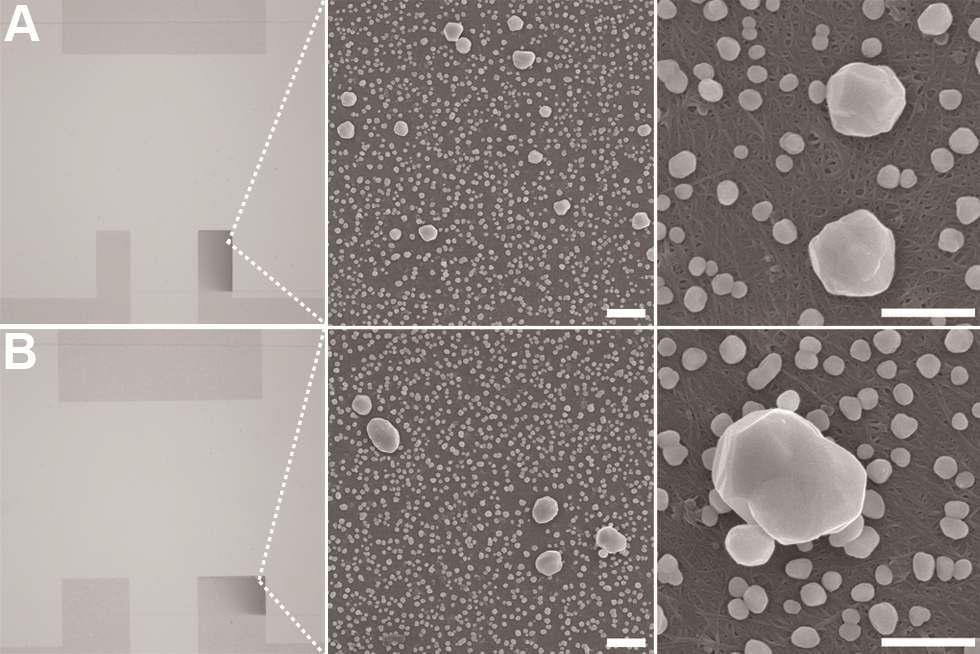 Optical microscope images and SEM images of devices after electrochemical deposition of Au particles as a function of working electrode width