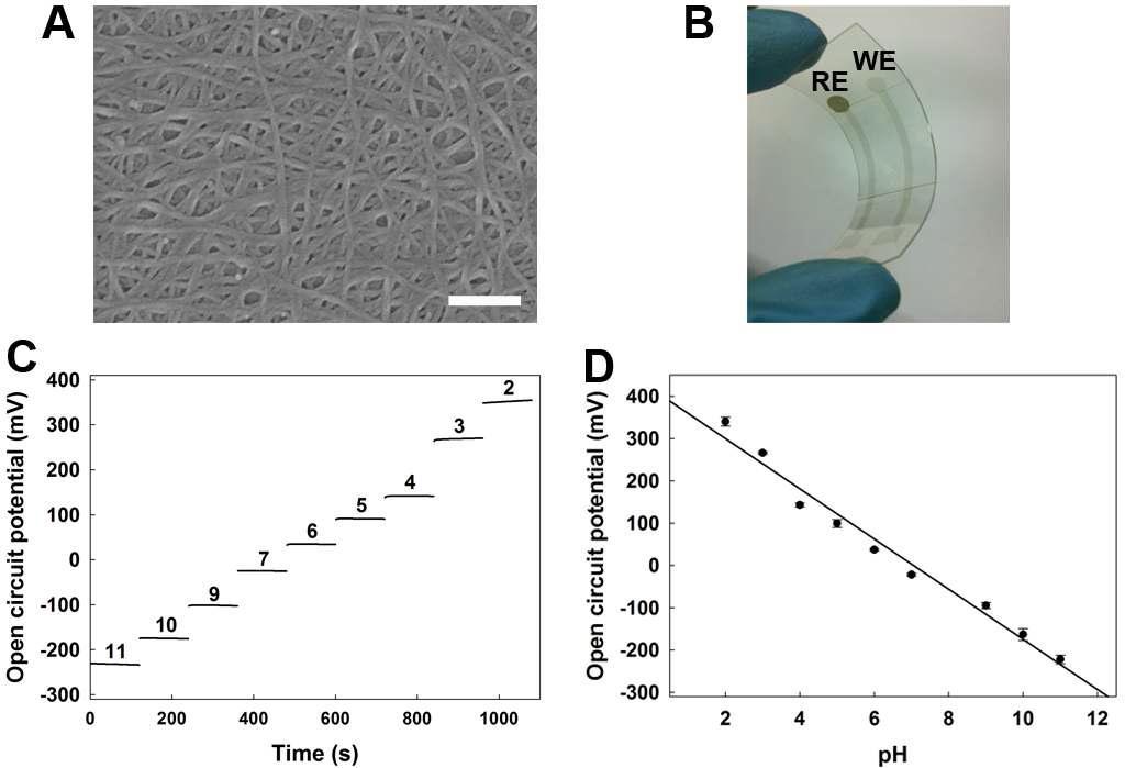 (A) FE-SEM image of SWCNT films. The scale bar is 200 nm. (B) Photo of developed flexible strip-type pH sensor on a PET substrate. WE is the SWCNT working electrode and RE is the Ag/AgCl reference electrode, respectively. (C) Potential responses from a strip-type pH sensor at varied pH values. (D) Calibration plot of the SWCNT-based strip-type pH sensor in different pH buffer solutions (n=3).
