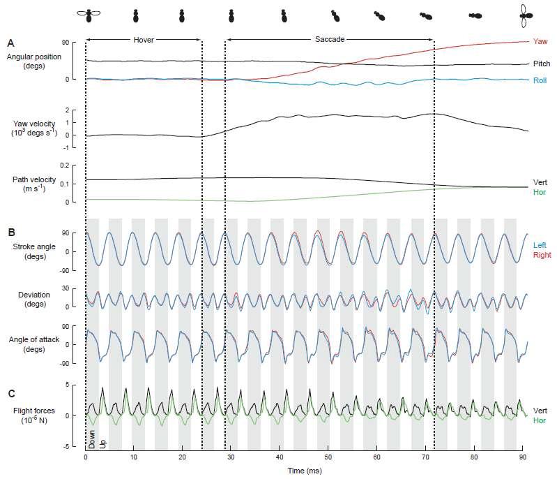 요(yaw)방향으로 90도 회전하는 상태의 초파리의 날갯짓 운동학 (wing kinematics) 기록