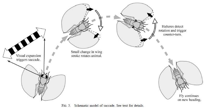 초파리의 급격한 회전 운동(saccade turn)에 대한 설명