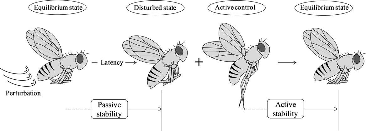 초파리가 외란이 가해진 이후 정상 비행 상태로 돌아가는 과정을 모사한 도식