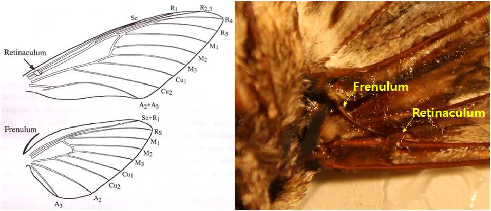 박각시나방 날개를 구성하는 두 날개의 고정 구조