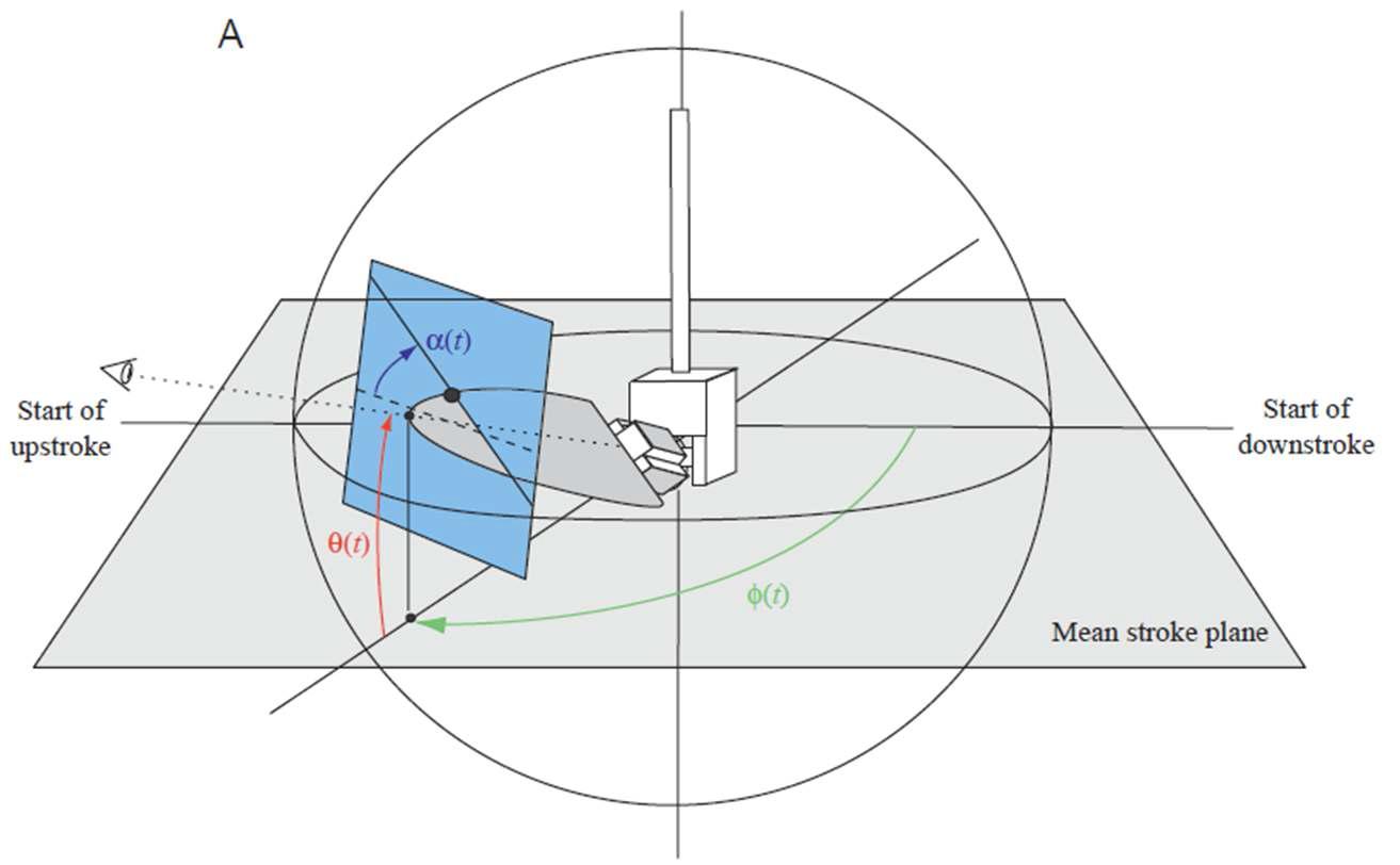 날갯짓 운동학(wing kinematics)의 일반적인 정의: 3 개의 독립적인 회전 운동