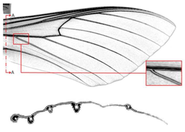 CT-scan을 통하여 관찰된 박각시나방 앞날개(fore-wing)의 시맥 구조(vein structure), 아래 그림은 A-A구간의 단면