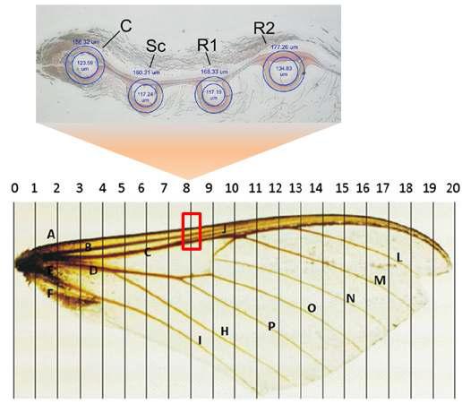 박각시나방 앞날개의 시맥 형상 및 날개 앞전 시맥의 단면 구조